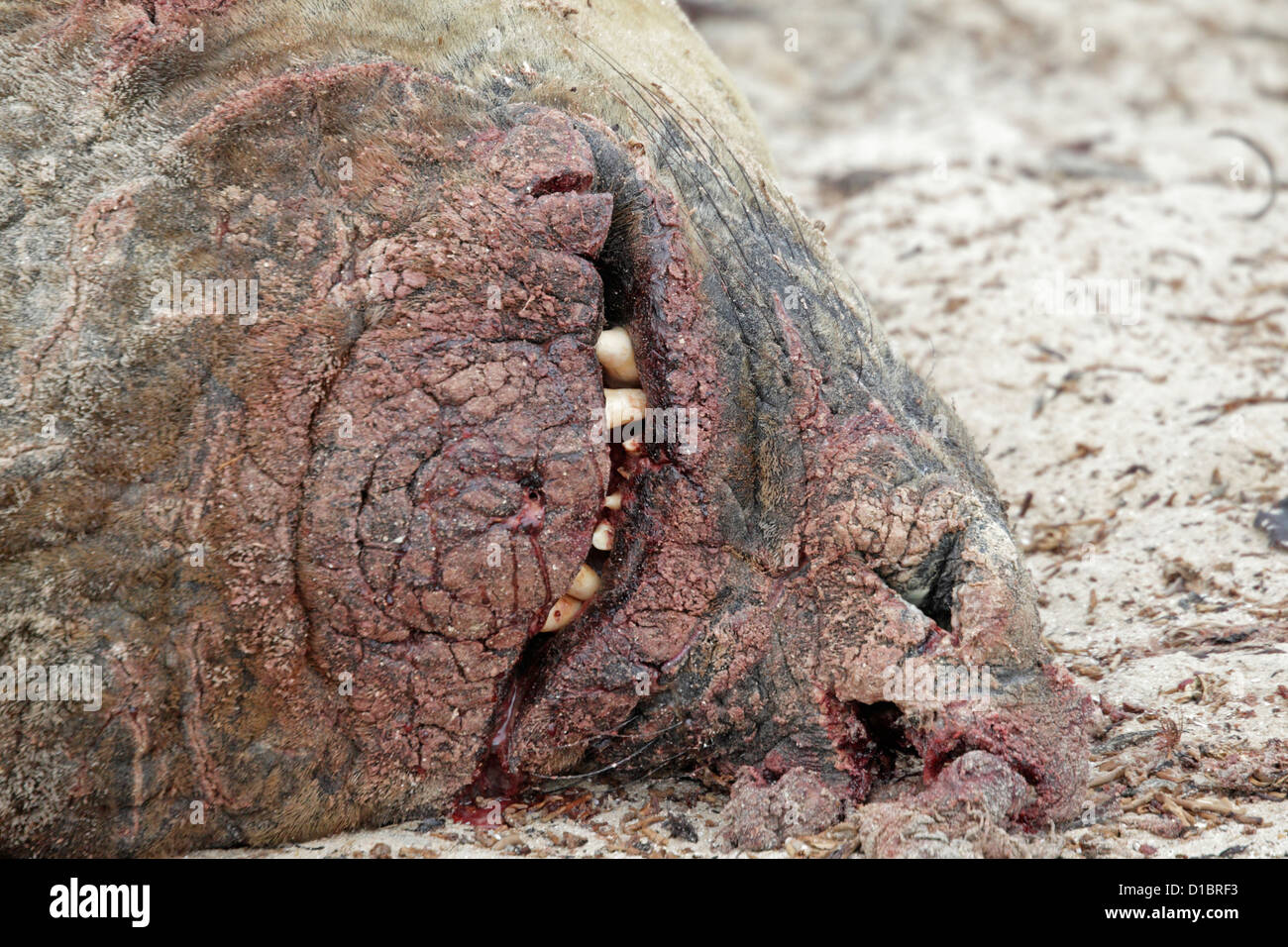 Maschio meridionale guarnizione di elefante addormentato su una spiaggia con un rip e sanguinosa naso Foto Stock