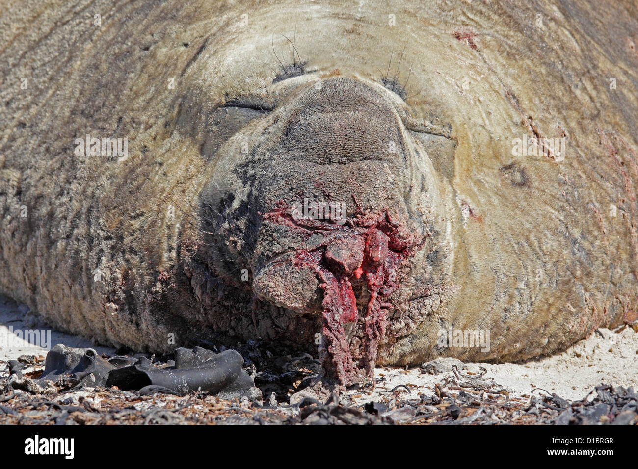 Maschio di elefante meridionale di tenuta con naso strappato provocati dai combattimenti Foto Stock