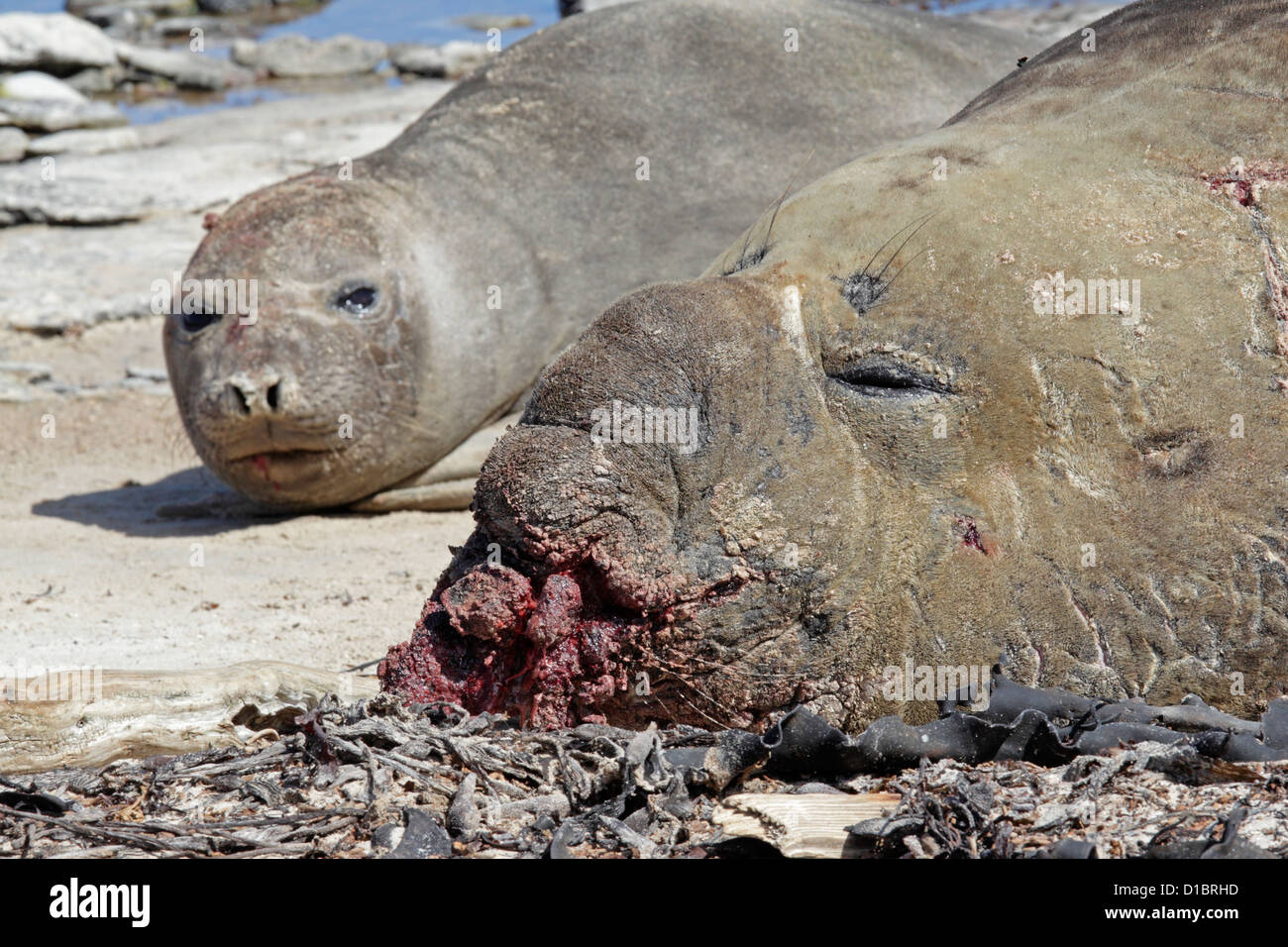 Maschio di elefante meridionale di tenuta con sanguinosa naso provocati dai combattimenti con la femmina cerca su Foto Stock