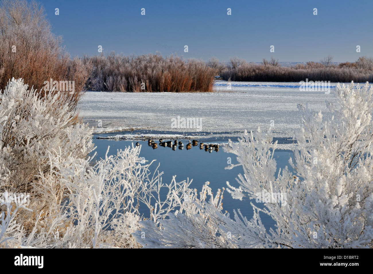 Gelate invernali attorno ad un Duck Pond, Bosque del Apache NWR, Nuovo Messico, STATI UNITI D'AMERICA Foto Stock
