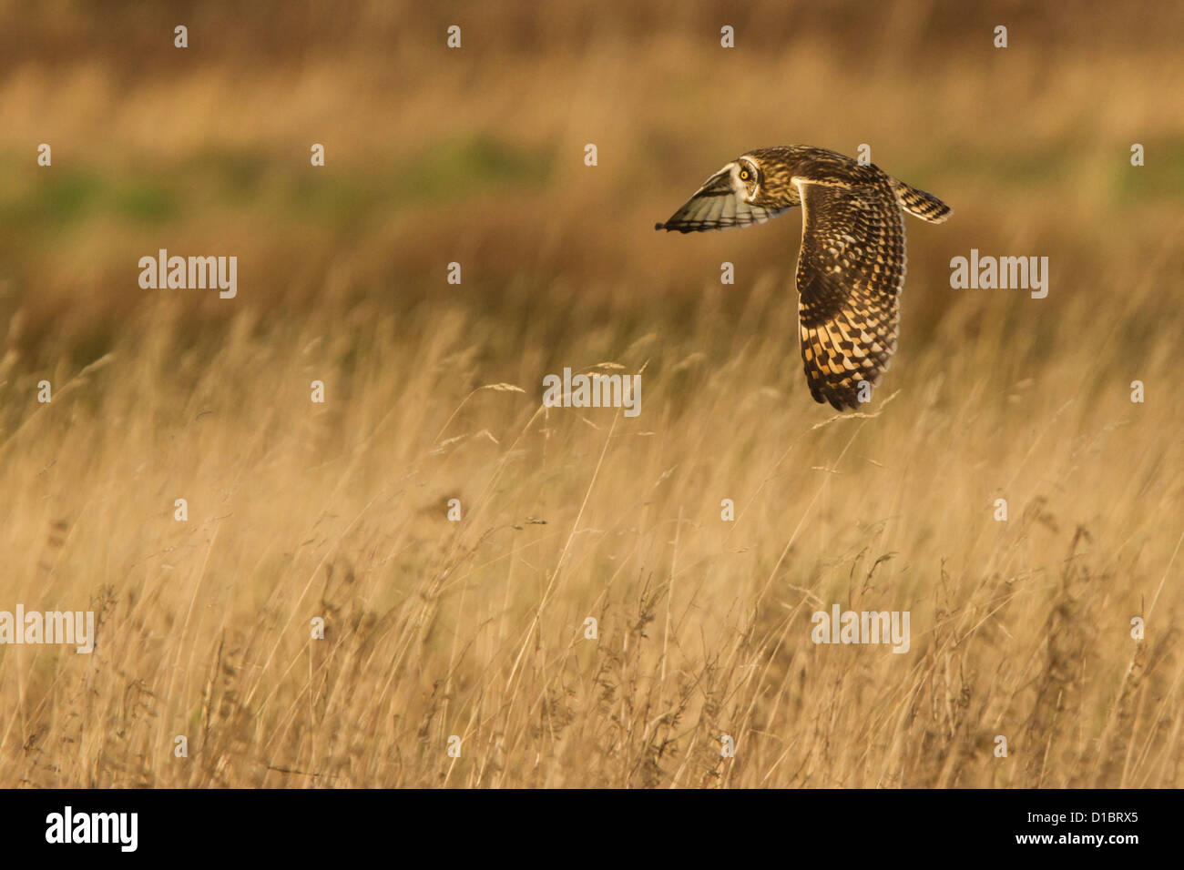 Breve Eared Owl caccia su terreni agricoli. Inghilterra Foto Stock