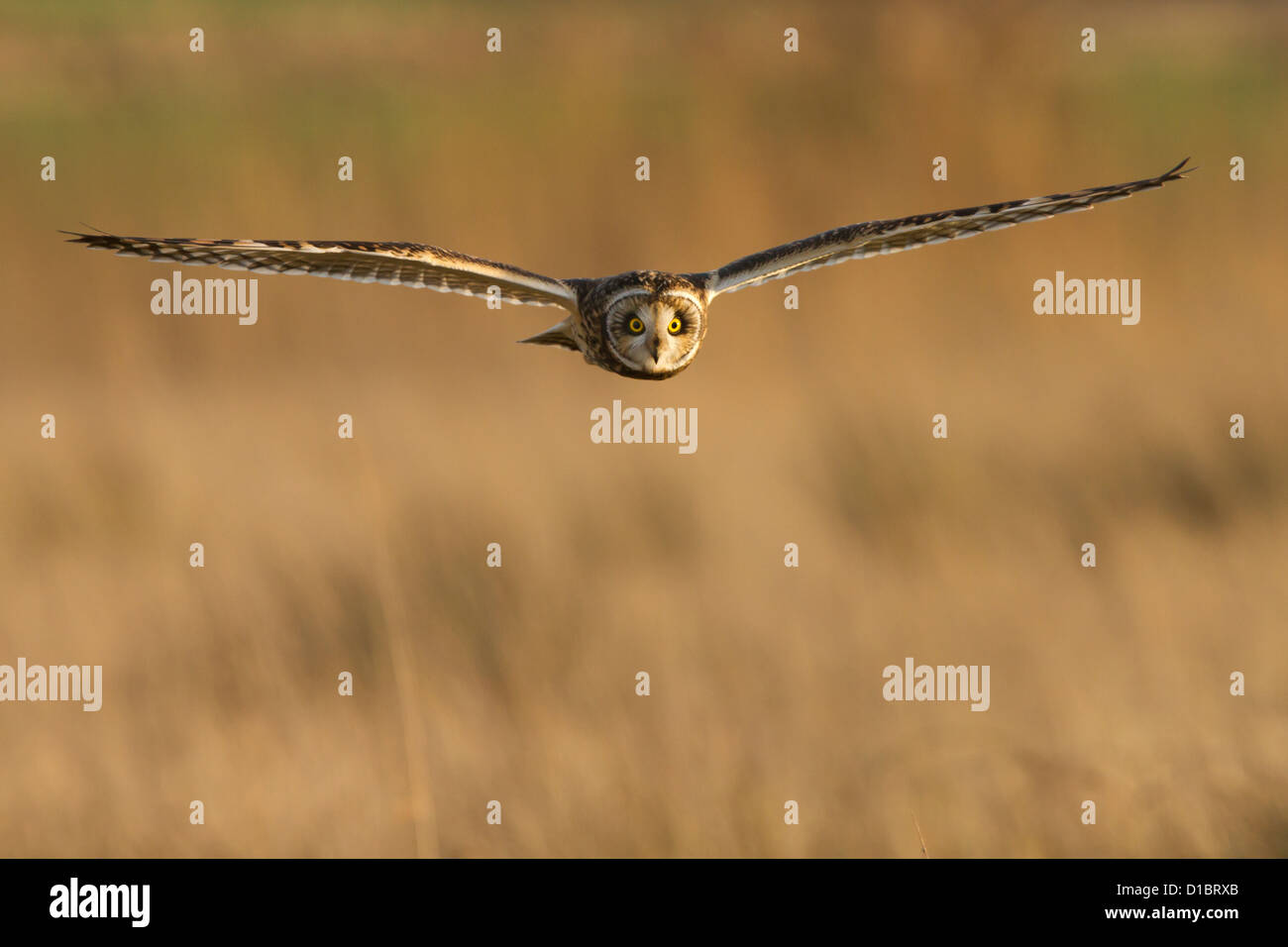 Breve Eared Owl caccia su terreni agricoli. Inghilterra Foto Stock