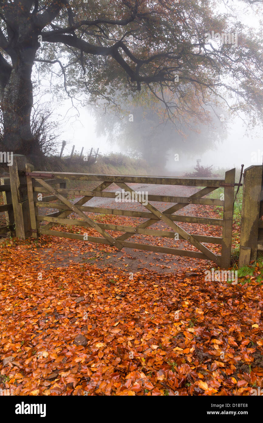 A cinque bar porta attraverso un Exmoor lane in una nebbiosa giornata autunnale nei pressi Cloutsham, Somerset, Regno Unito Foto Stock