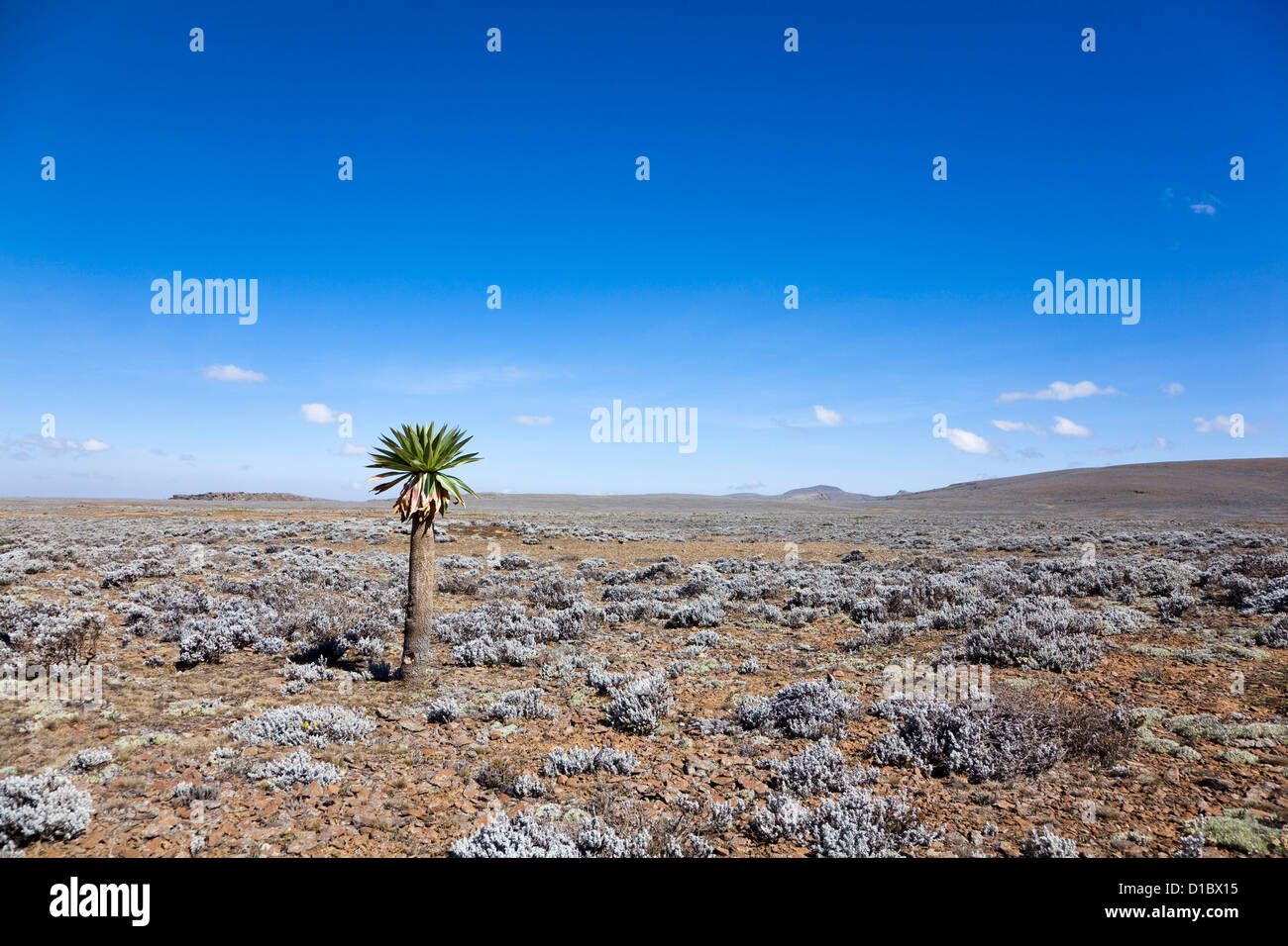 Il Sanetti Plateau, Bale Mountains National Park, situato nelle highlands meridionali dell'Etiopia. Foto Stock