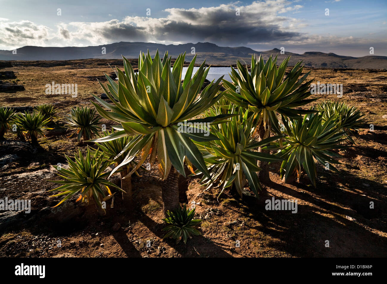 Loebelia gigante (Lobelia rhynchopetalum) nella balla montagne di Etiopia l'alba sul Sanetti Plateau. Africa, Etiopia Foto Stock