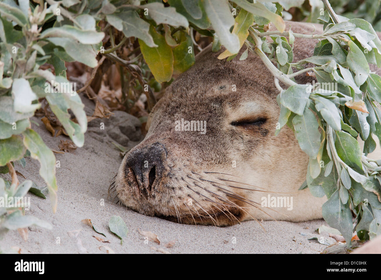 Australian Sea Lion (Neophoca cinerea) nella guarnizione Bay Conservatino Park, Kangaroo Island, Australia del Sud. Foto Stock