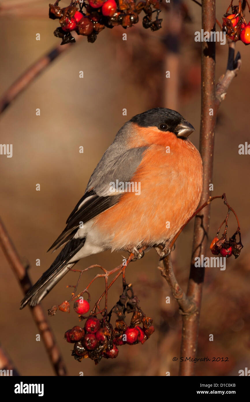Bullfinch al sole del mattino Foto Stock