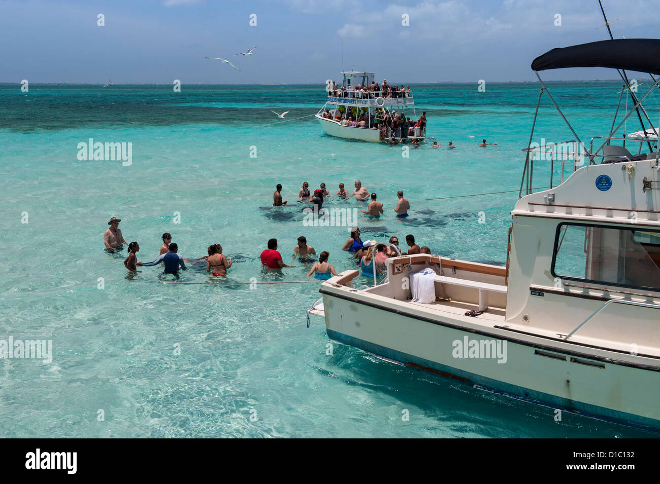 British West Indies, Isole Cayman, Grand Cayman Stingray City Foto Stock