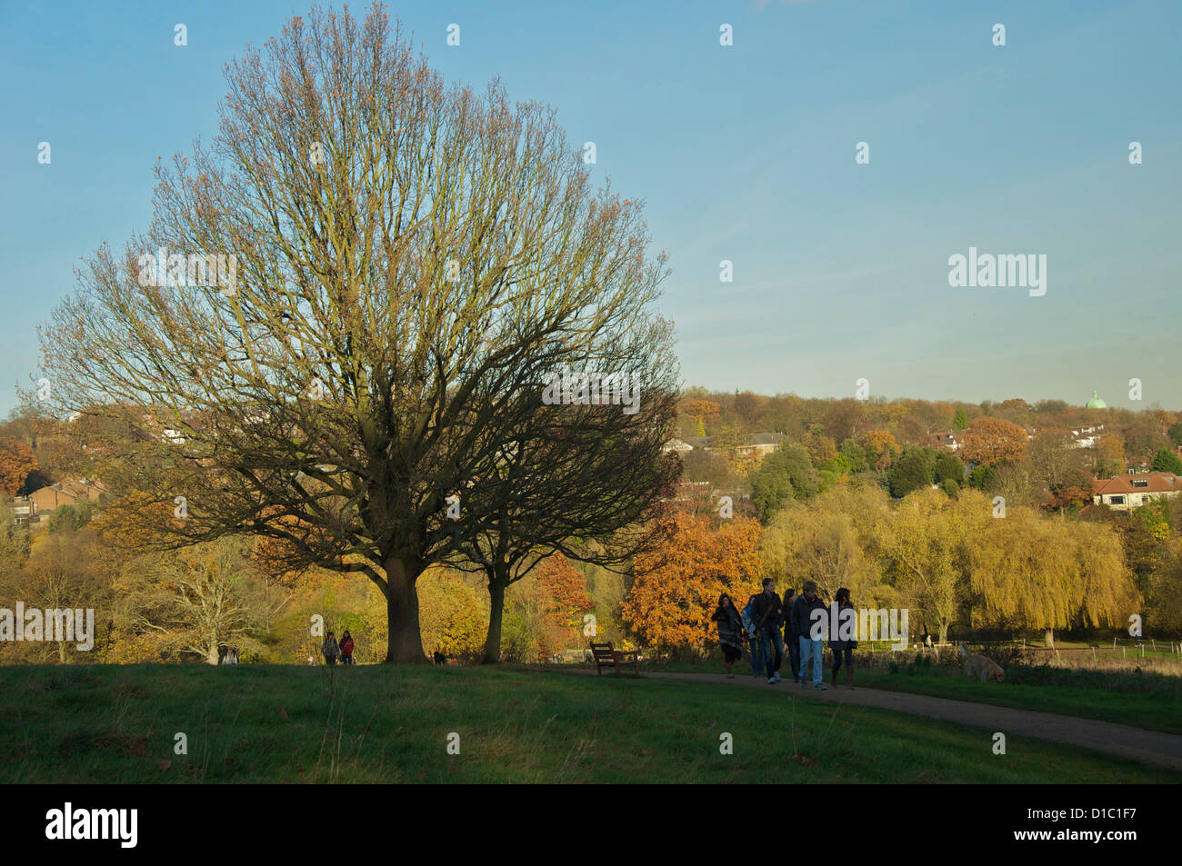 Maestosa quercia su Hampstead Heath, Londra Foto Stock