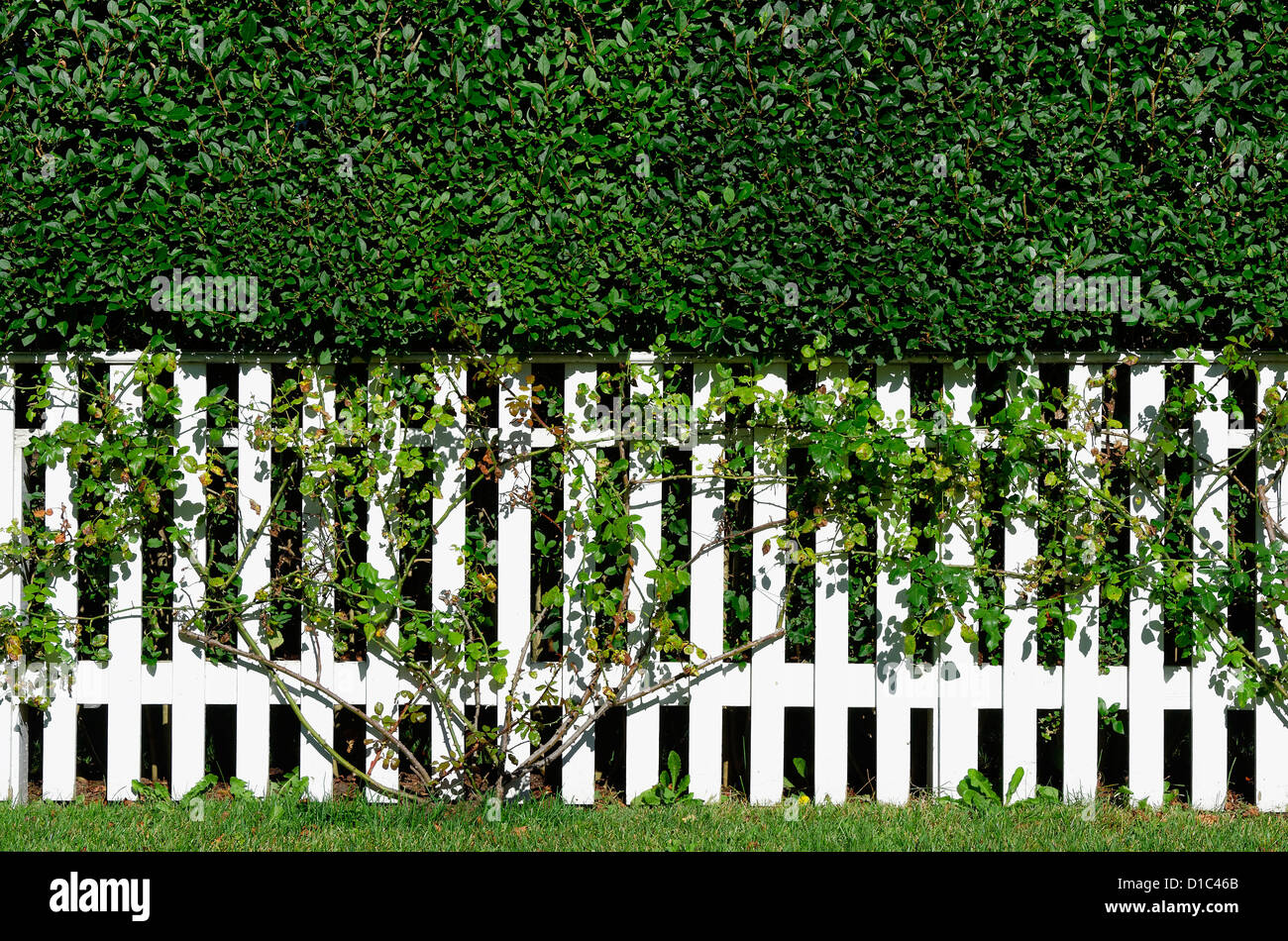 White Picket Fence, New England, STATI UNITI D'AMERICA Foto Stock
