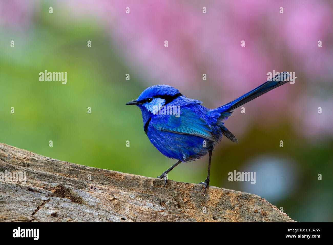 Blue Wren Malurus Splendens maschio su un log Foto Stock