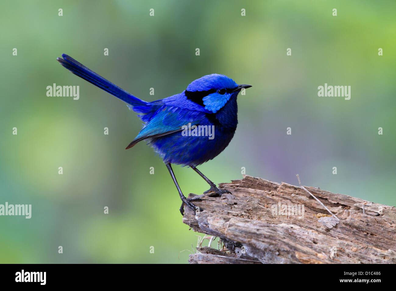 Blue Wren Malurus Splendens maschio su un log Foto Stock
