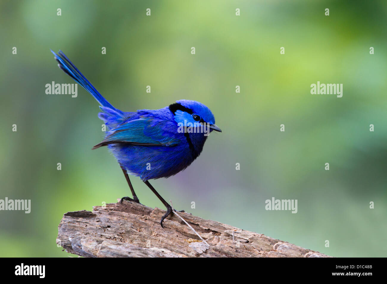 Blue Wren Malurus Splendens maschio su un log Foto Stock