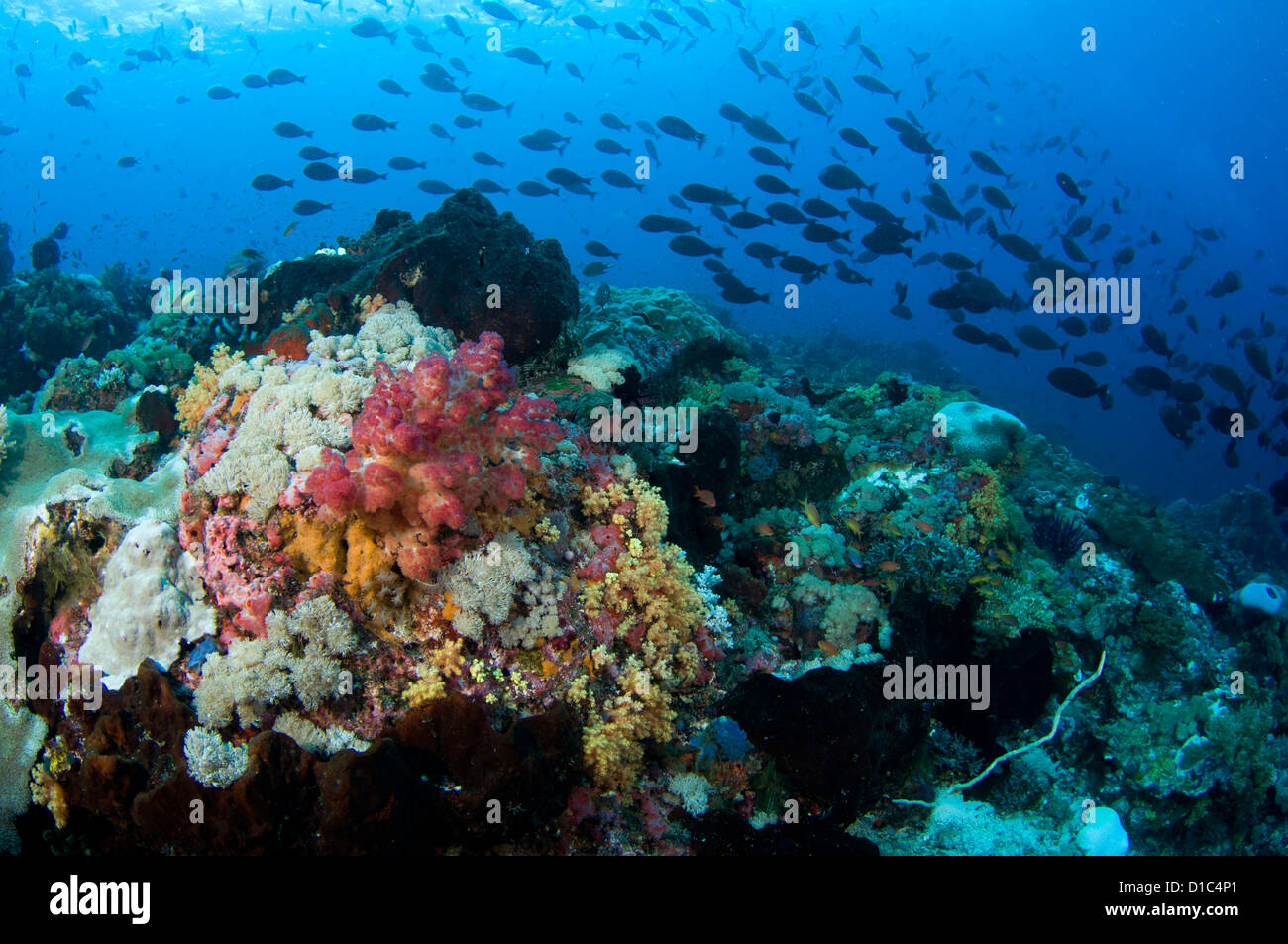 Scuola Surgeonfish su una scogliera tropicale, Dendronephthya sp. soft coral, Isole delle Spezie, Maluku Regione, Halmahera, Indonesia Foto Stock