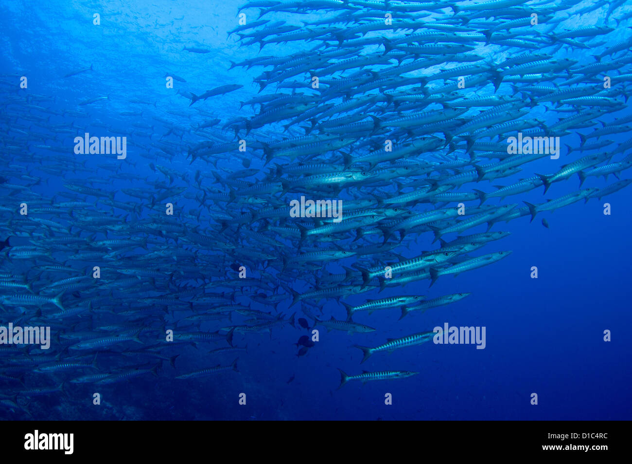 La scolarizzazione chevron barracuda, Sphyraena qenie, Tifore isola, isole delle Spezie, Maluku Regione, Halmahera, Indonesia, Oceano Pacifico Foto Stock