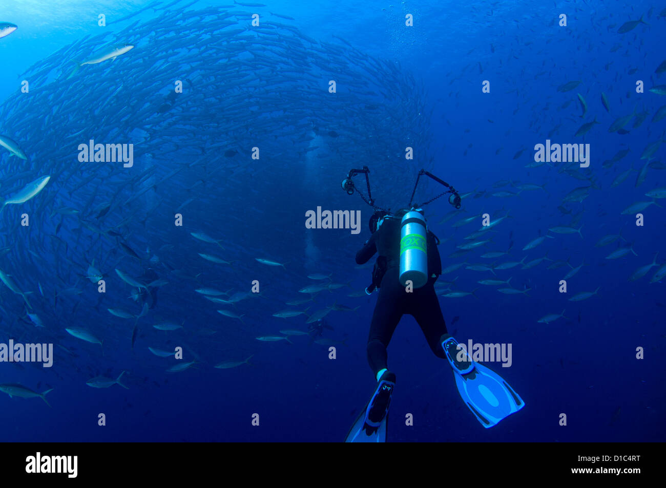 Un fotografo e la scolarizzazione chevron barracuda, Sphyraena qenie, Tifore isola, isole delle Spezie, Maluku, Halmahera, Indonesia Foto Stock