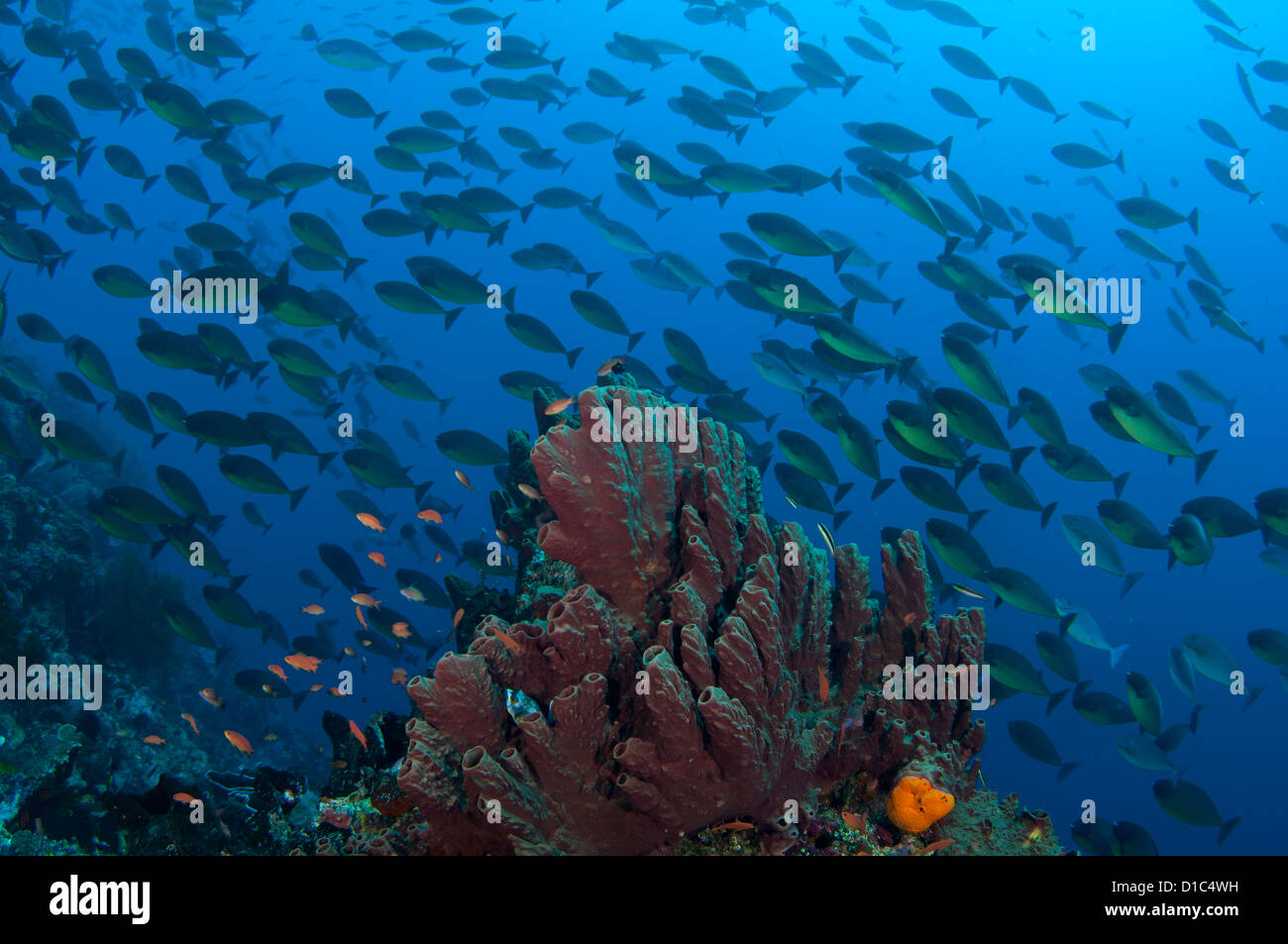 Una spugna con bilico anthias e la scolarizzazione surgeonfish in background, Isole delle Spezie, Maluku Regione, Halmahera, Indonesia Foto Stock