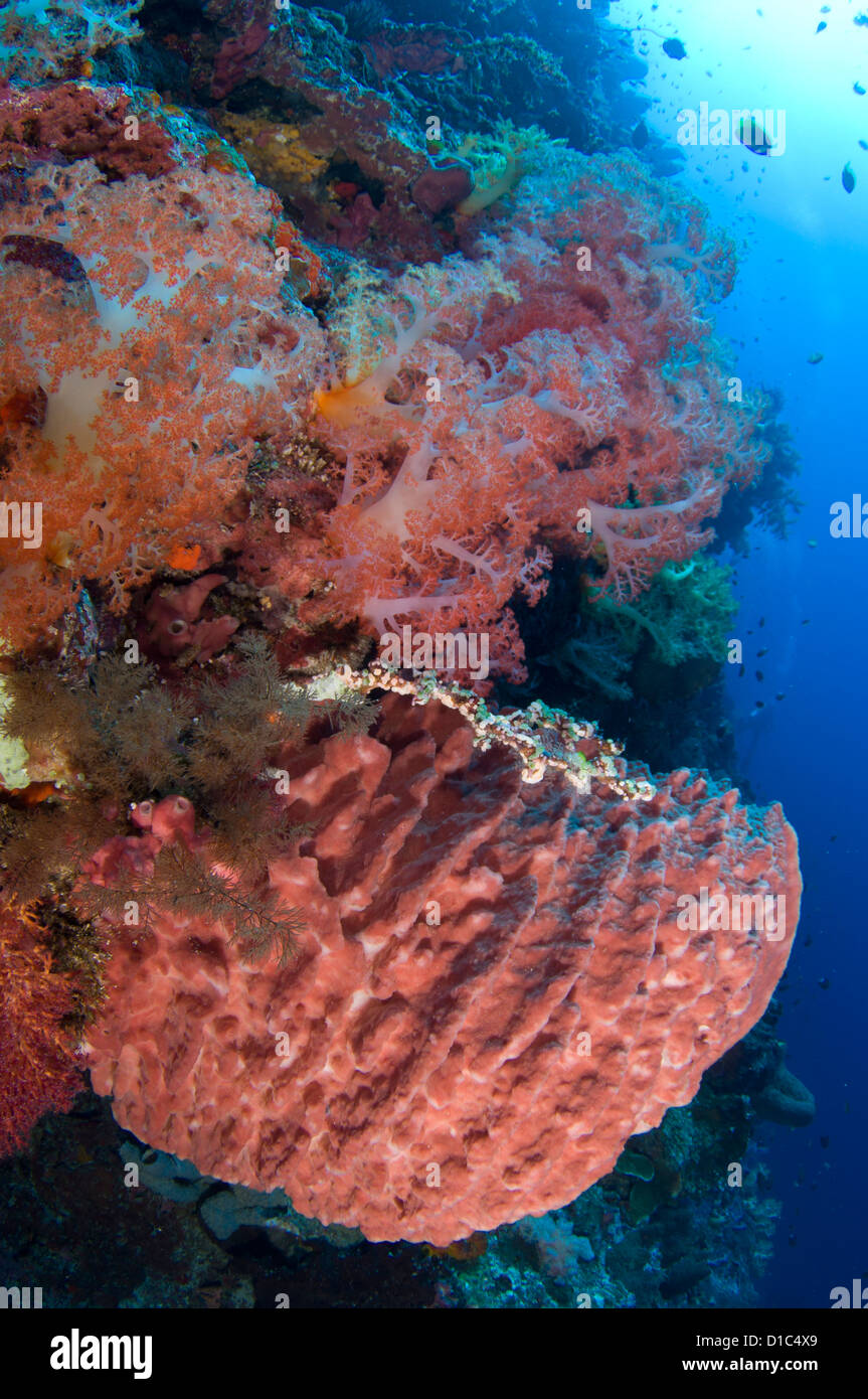 In spugna e di coralli molli, Isole delle Spezie, Maluku Regione, Halmahera, Indonesia, Oceano Pacifico Foto Stock