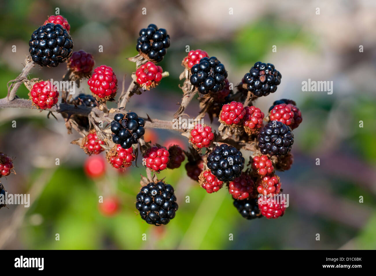 Close up di more maturazione in autunno sun Foto Stock