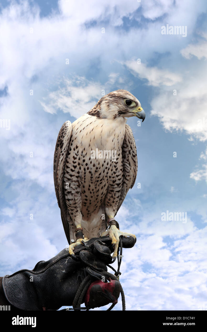 Un falco appollaiato sulla sua mano formatori con un tracciato di ritaglio Foto Stock