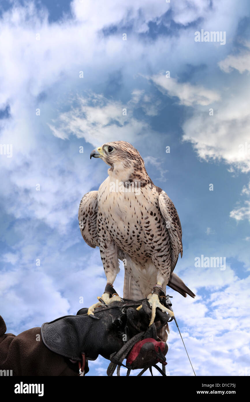 Un falco appollaiato sulla sua mano formatori con un tracciato di ritaglio Foto Stock