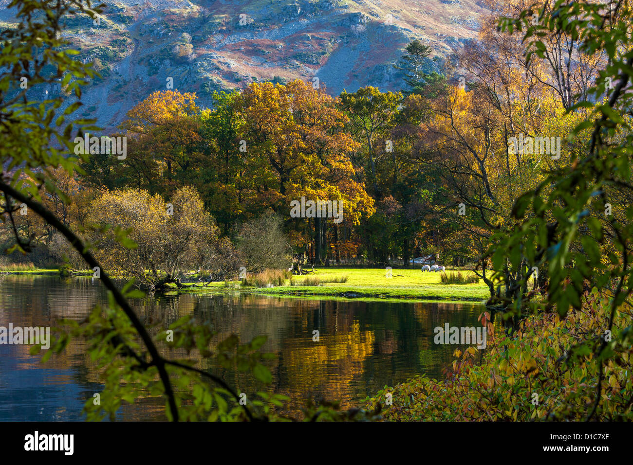 Alberi di autunno a Ullswater, Parco Nazionale del Distretto dei Laghi. Foto Stock
