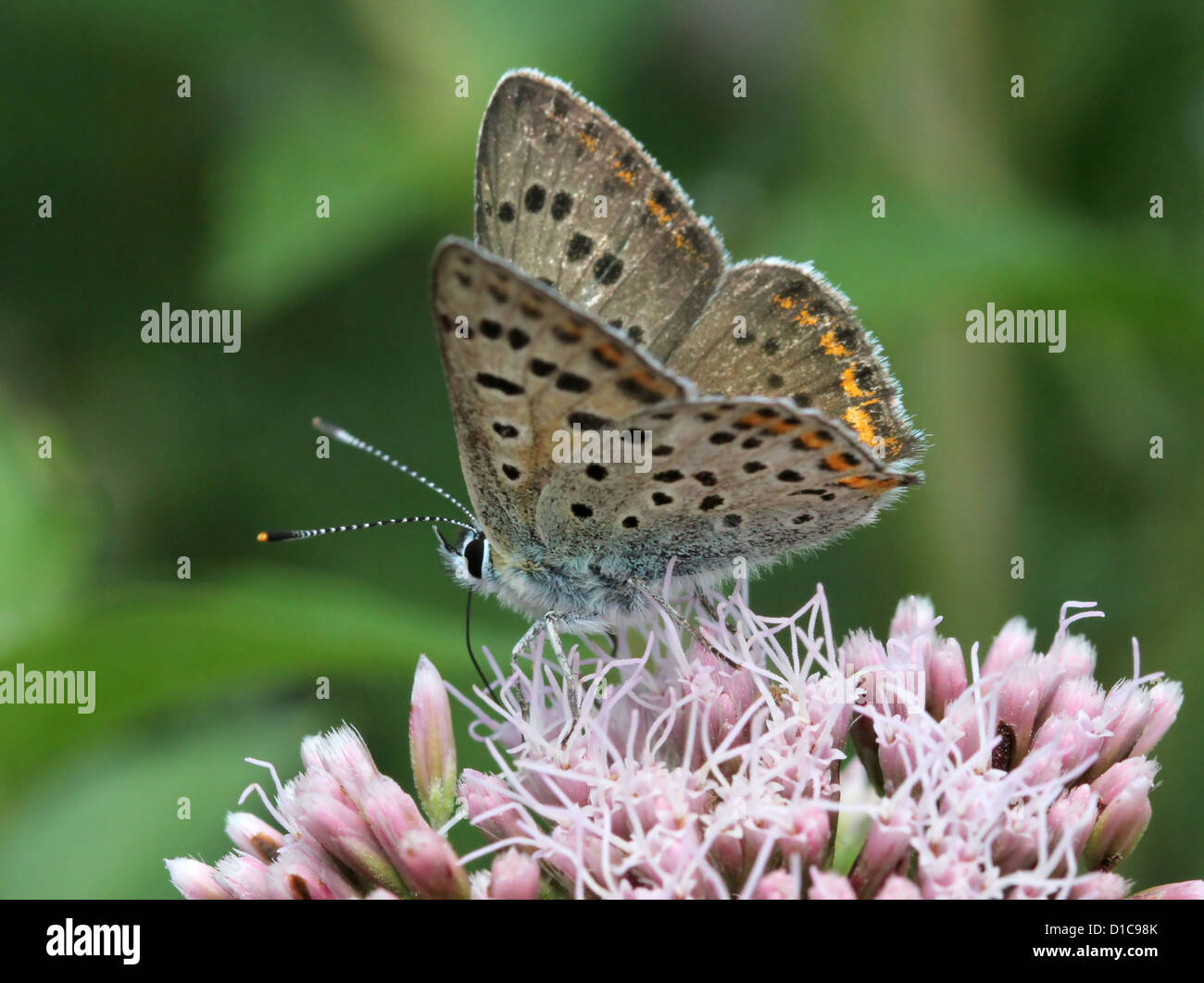 Immagine macro di un fuligginosa rame (farfalla Lycaena tityrus), un maschio. Foto Stock