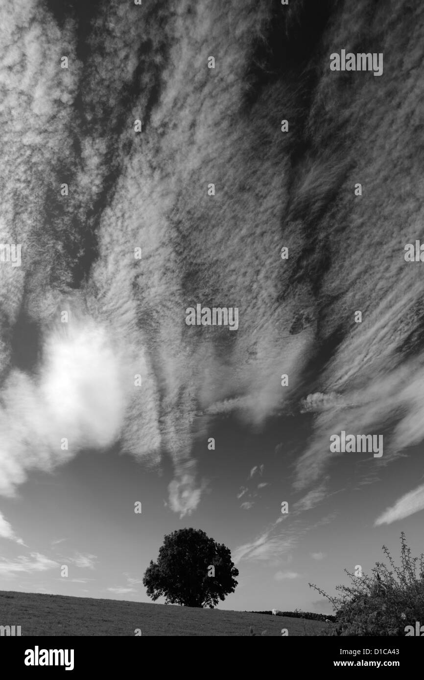 Panorama su Cotherstone Moor, Superiore Teesdale, Contea di Durham, Inghilterra, Regno Unito Foto Stock