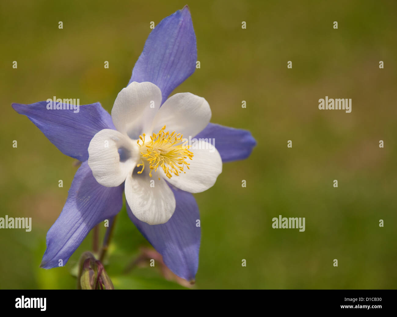 6: 12 Tipi Di Fiori Winky Double Columbine, 50 Semi, Aquilegia Herb - Foto 4