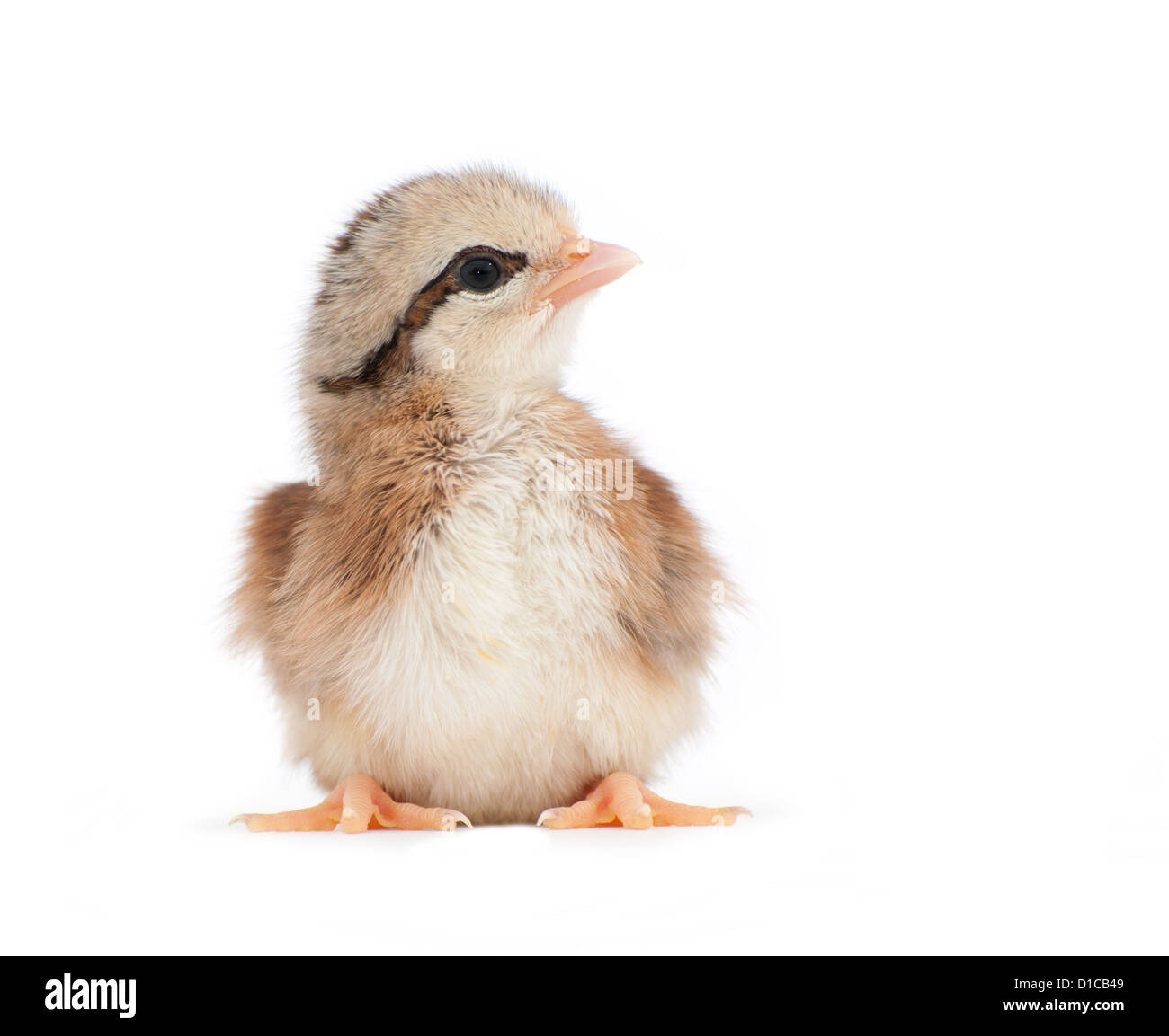 Luce marrone striato pulcino di pasqua su bianco Foto Stock