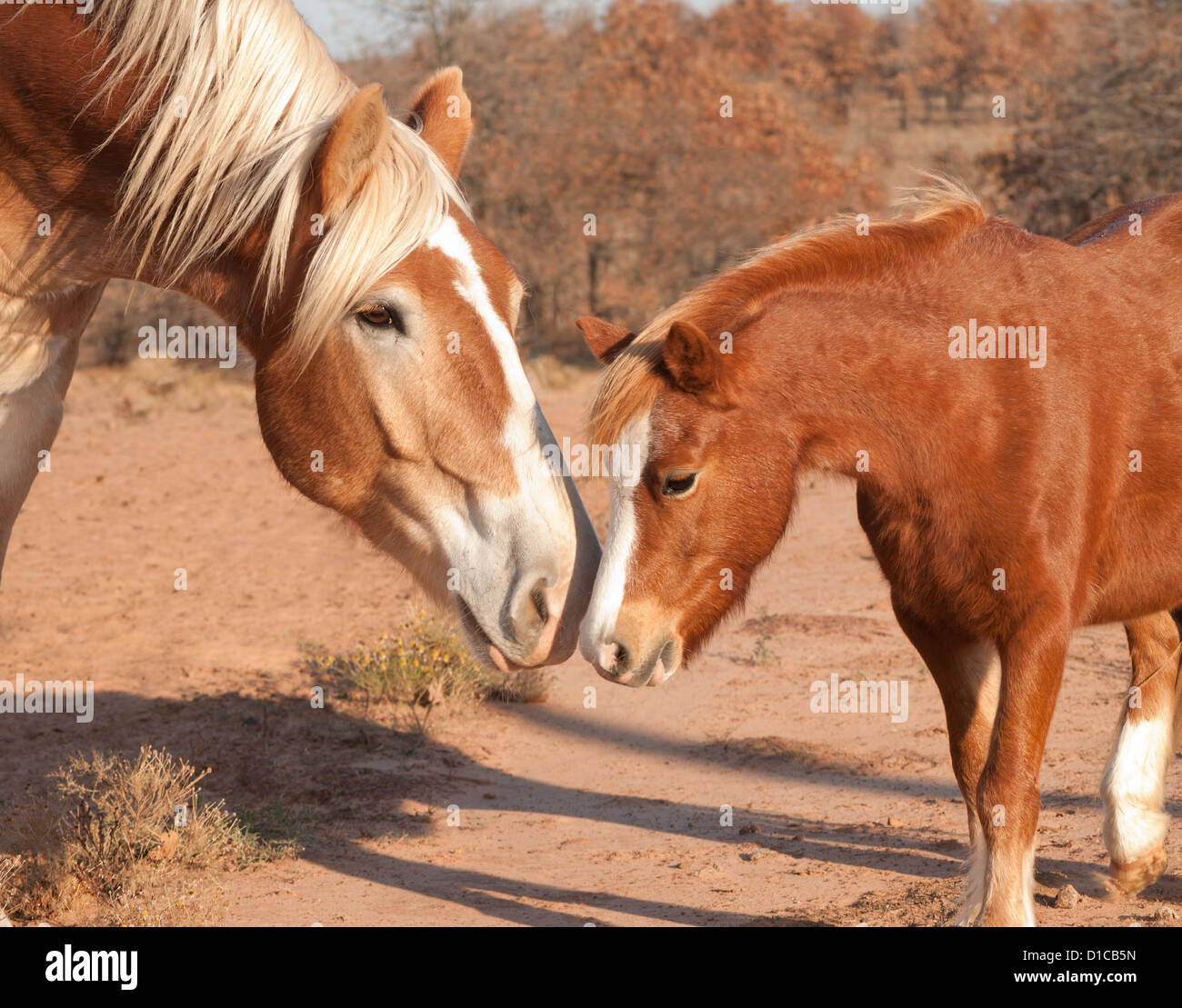 Grande progetto belga cavallo amicizie con un piccolo pony, nasi sniffing Foto Stock