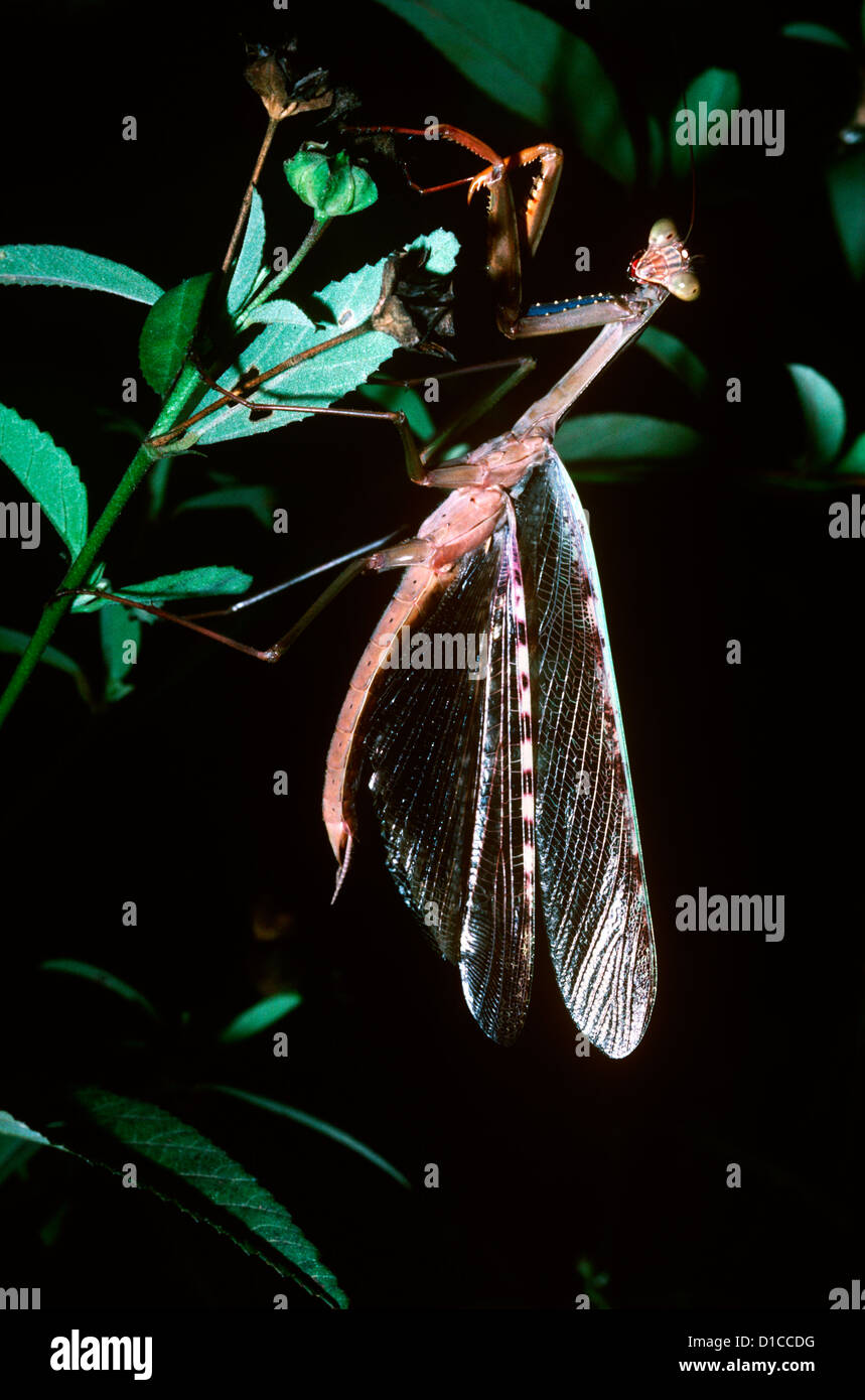 Madagascan marmorizzato Mantis/ mantide religiosa (Polyspilota aeruginosa: Mantidae) maschio sollevando le ali nel display difensivo del Madagascar Foto Stock
