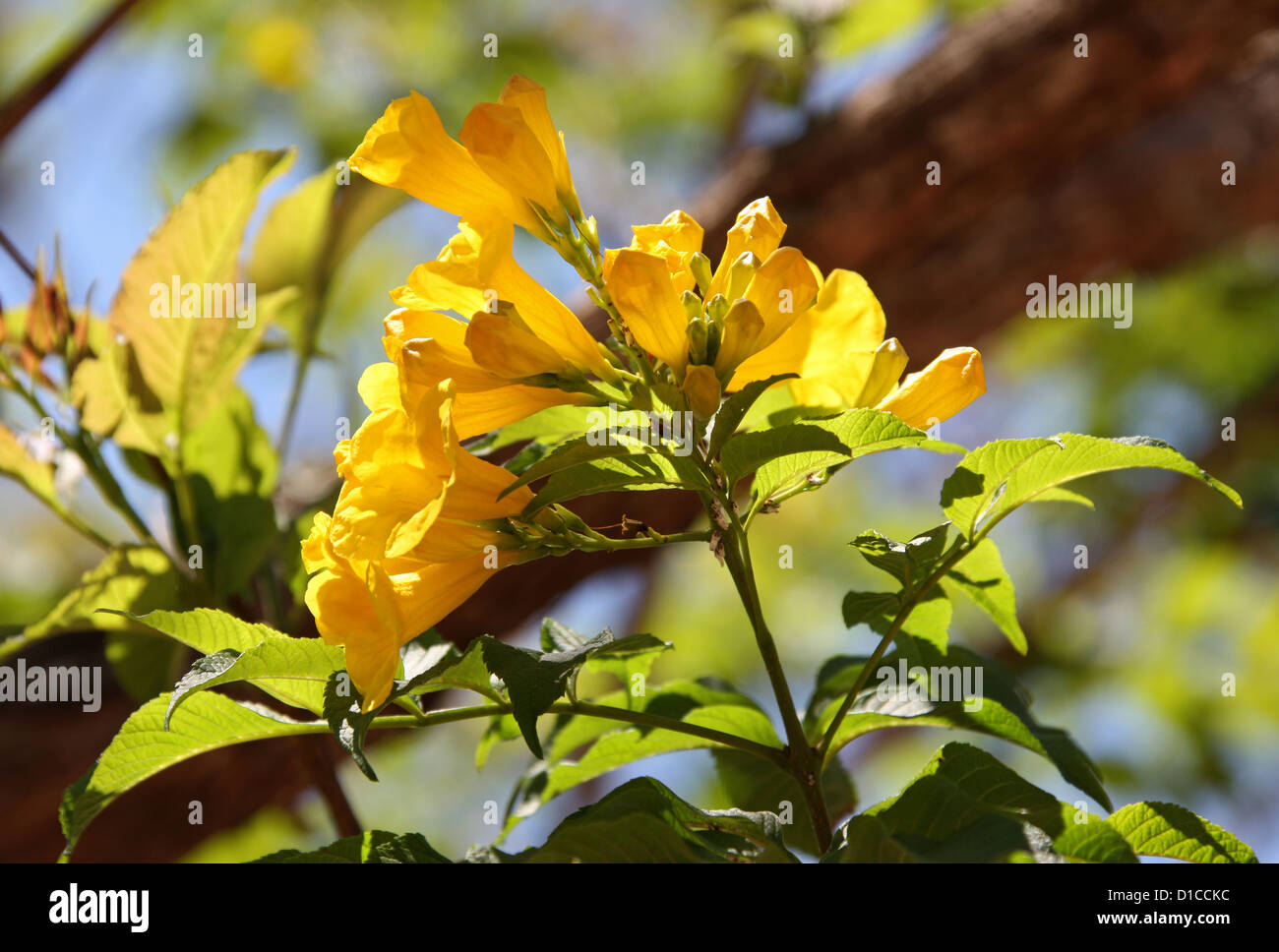 Giallo Elder Tree, Tecoma stans Bignoniaceae. Nativo per le Americhe tropicali. Questo esemplare fotografato in Madagascar, Africa Foto Stock