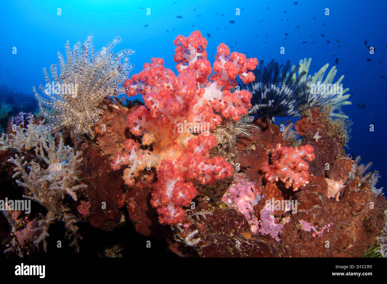 Coralli molli e crinoidi su una spugna, Isole delle Spezie, Maluku Regione, Halmahera, Indonesia, Oceano Pacifico Foto Stock