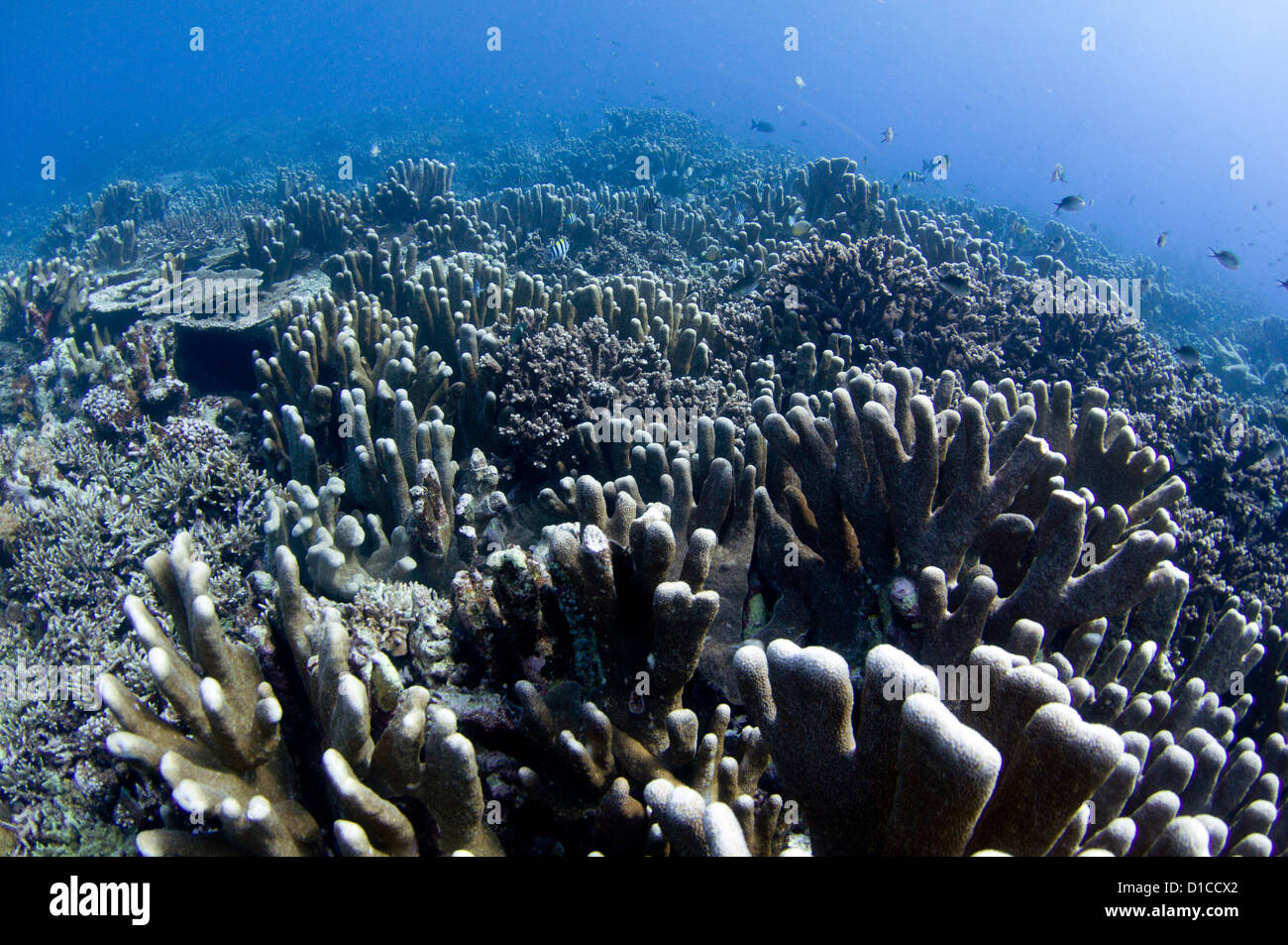 Un giardino di corallo duro con una varietà di coralli duri compresi nella tabella, la diramazione di cavolo o di lattuga e staghorn Foto Stock