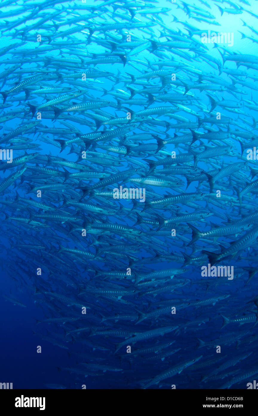 La scolarizzazione chevron barracuda, Sphyraena qenie, Bacan isola, isole delle Spezie, Maluku Regione, Halmahera, Indonesia, Oceano Pacifico Foto Stock