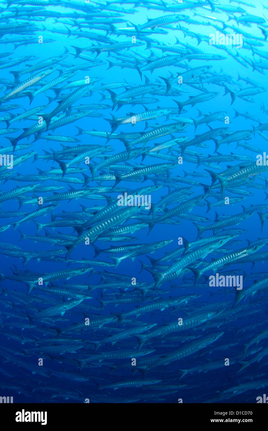 La scolarizzazione chevron barracuda, Sphyraena qenie, Bacan isola, isole delle Spezie, Maluku Regione, Halmahera, Indonesia, Oceano Pacifico Foto Stock