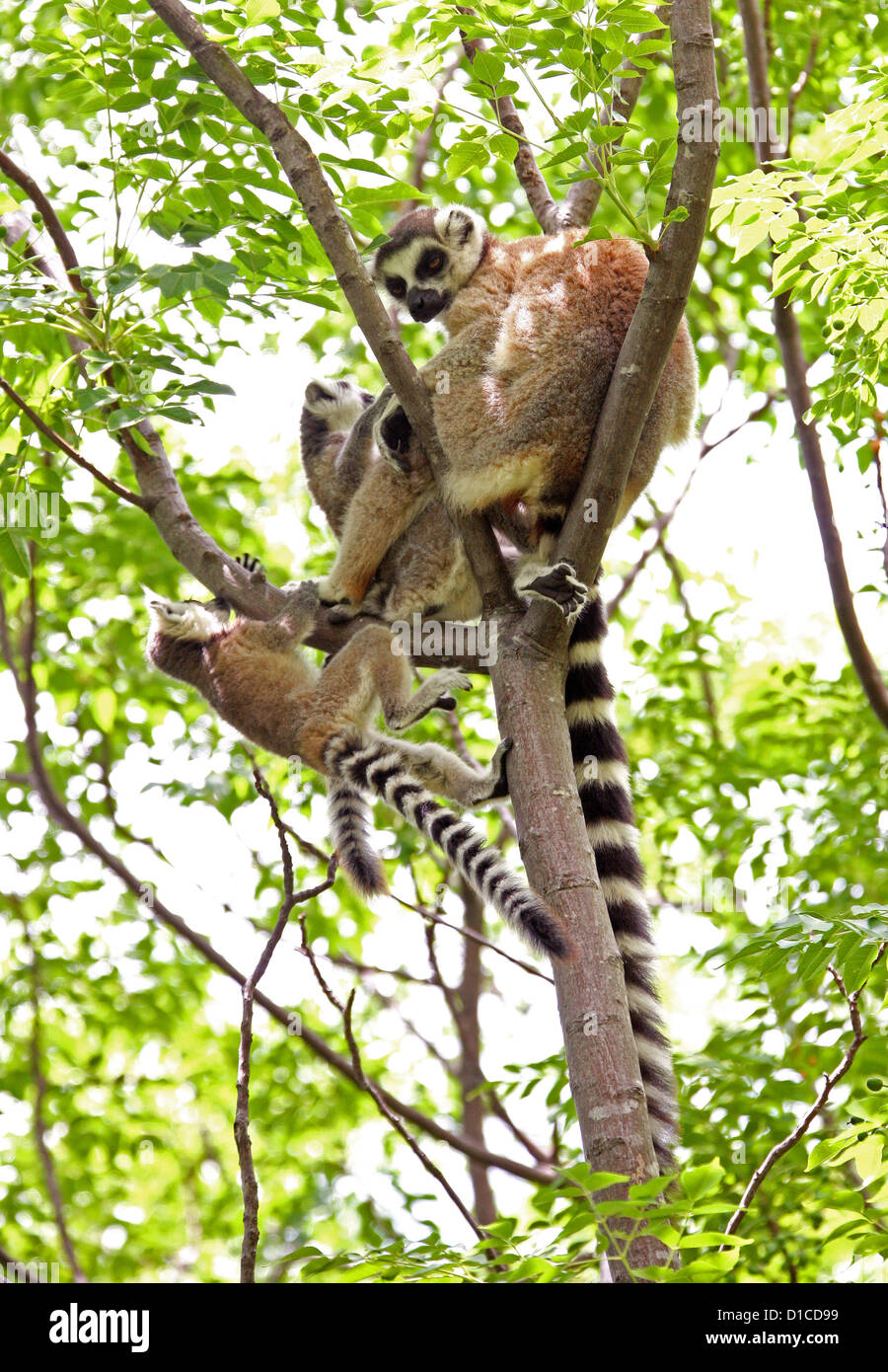 Anello lemure codato, lemuri catta, Lemuridae primati. Anja riserva comunitaria, vicino Ambalavao, Madagascar, Africa. Gruppo di famiglia. Foto Stock