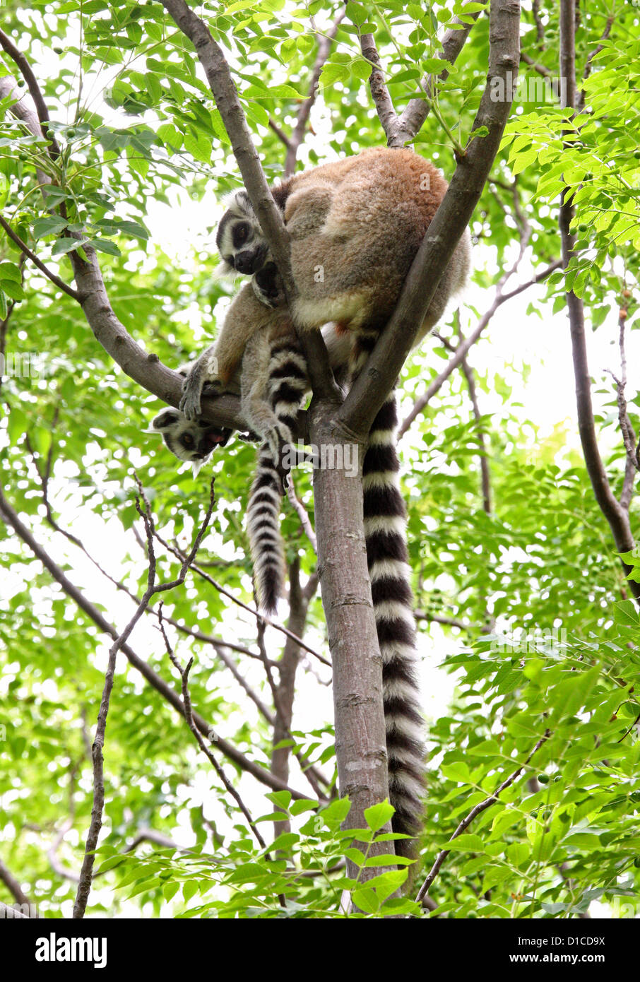 Anello lemure codato, lemuri catta, Lemuridae primati. Anja riserva comunitaria, vicino Ambalavao, Madagascar, Africa. Gruppo di famiglia. Foto Stock