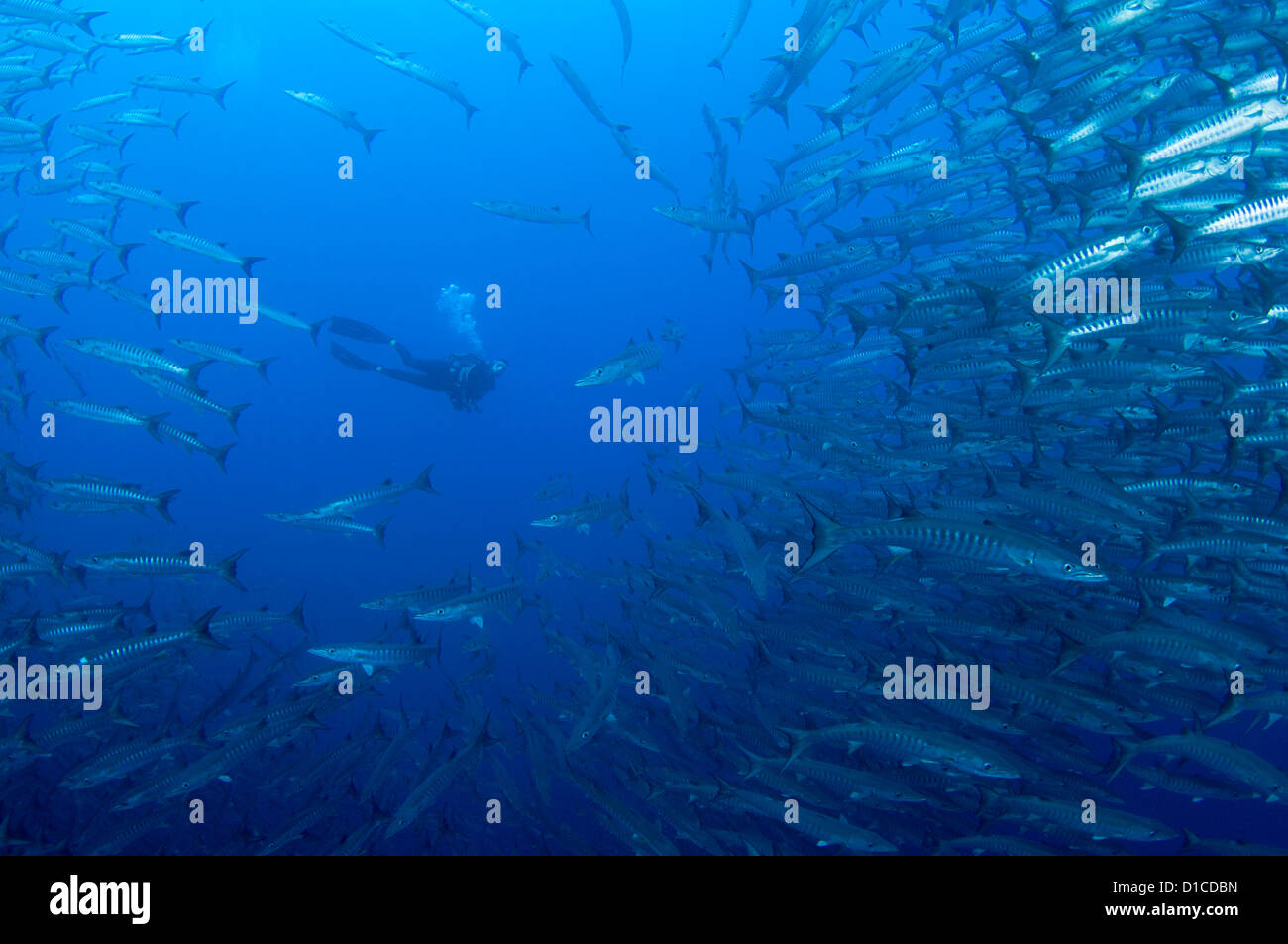 Un subacqueo e la scolarizzazione chevron barracuda, Sphyraena qenie, Bacan isola, isole delle Spezie, Maluku Regione, Halmahera, Indonesia Foto Stock