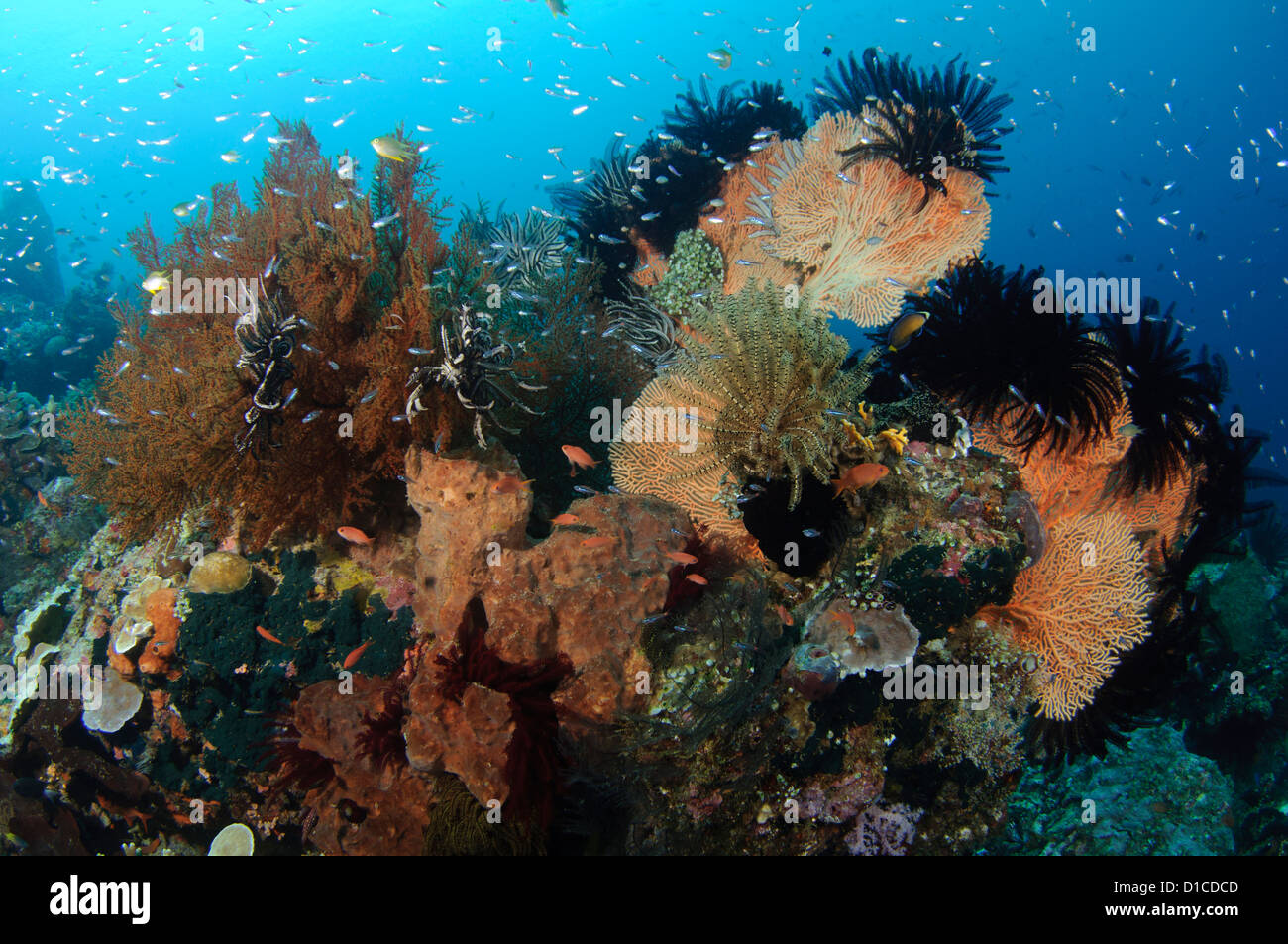 Crinoidi e soft coral copre una grande spugna, Isole delle Spezie, Maluku Regione, Halmahera, Indonesia, Oceano Pacifico Foto Stock