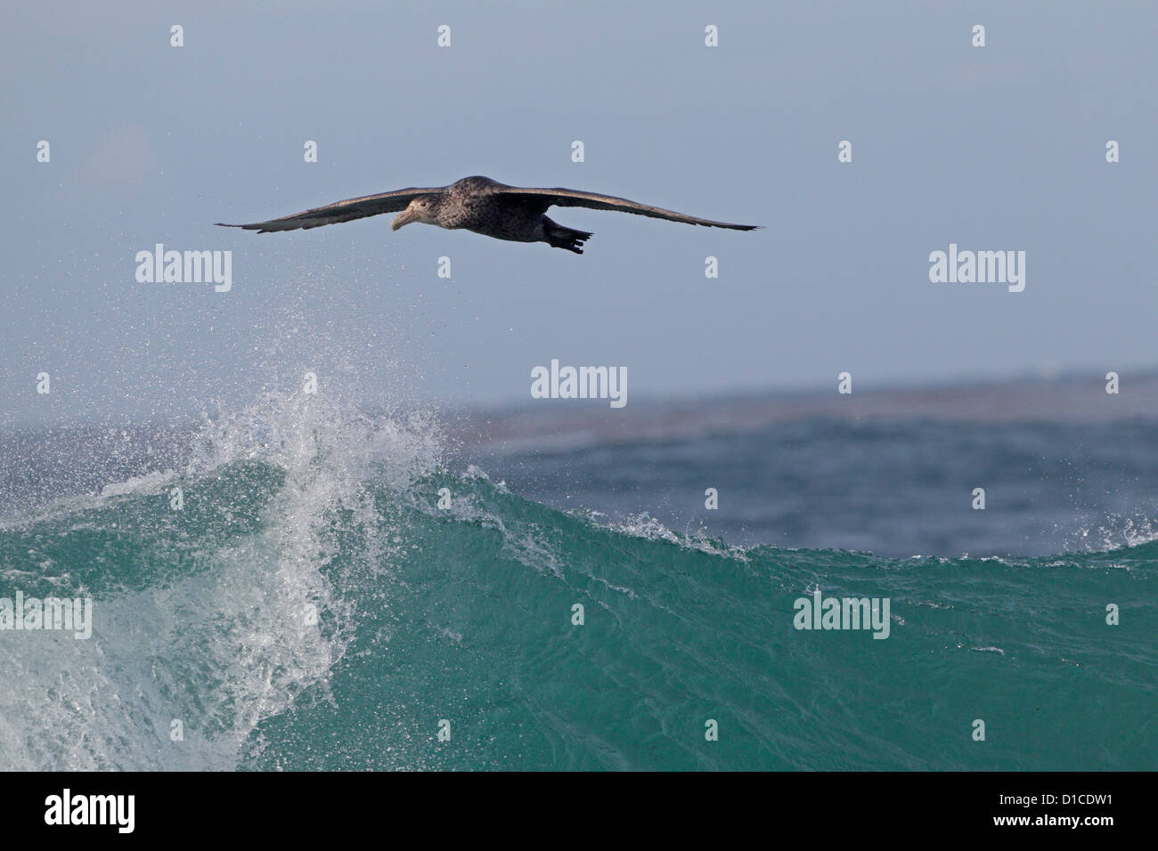 Bambino gigante meridionale Petrel volando sopra la grande onda di Sea Lion Island Foto Stock
