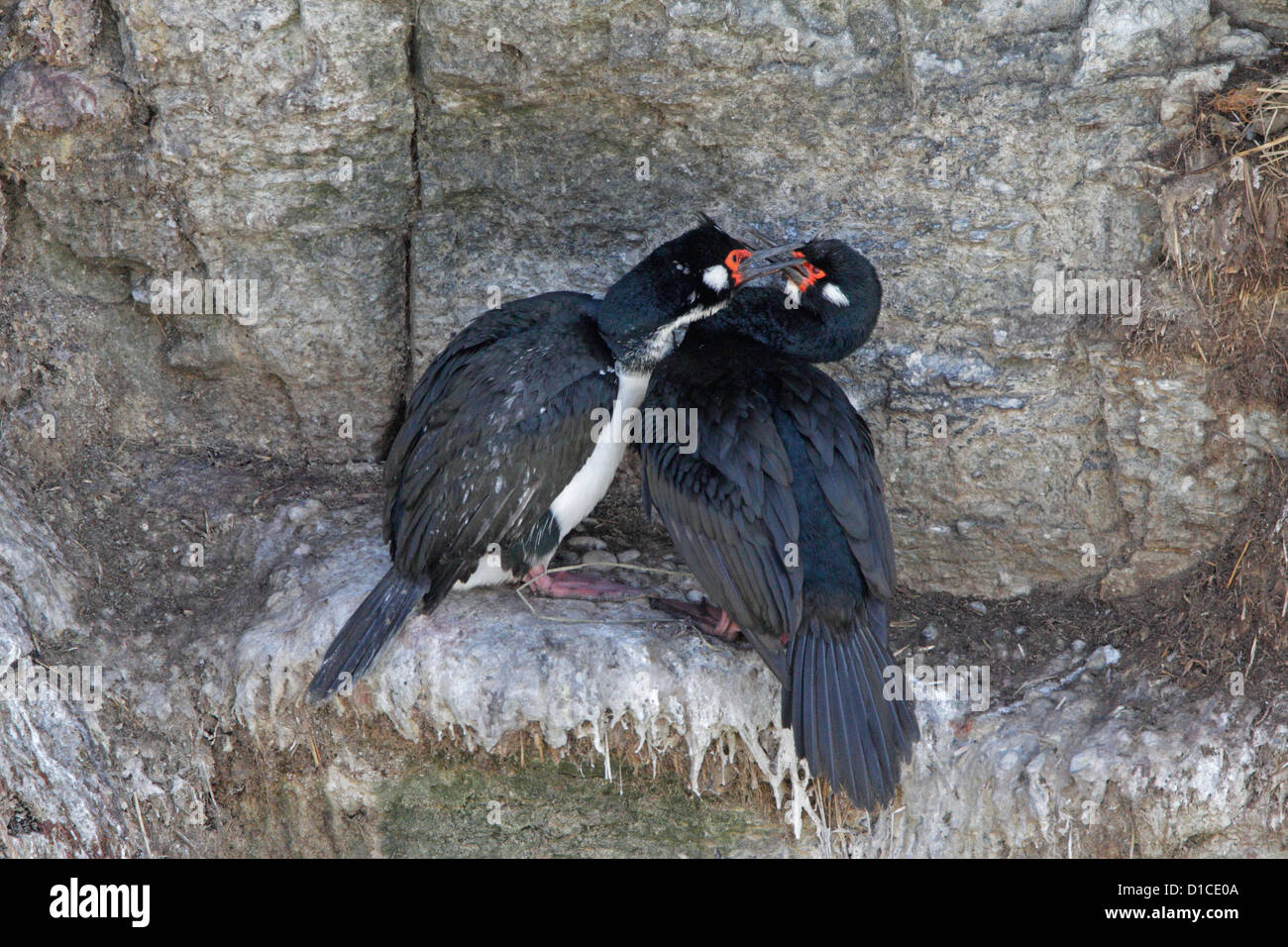 Una coppia di roccia di cormorani sul loro battuta di nesting Foto Stock