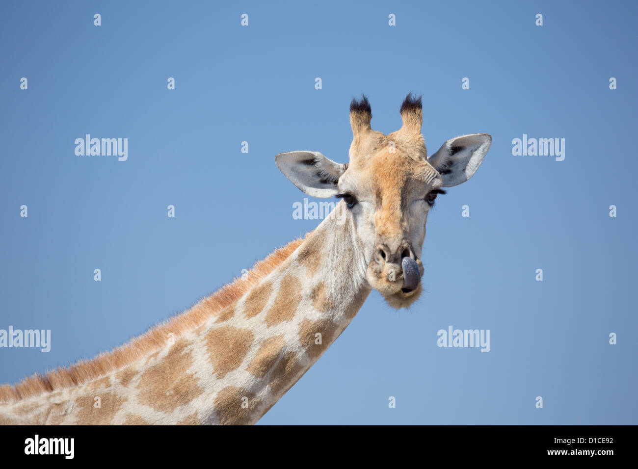 Pulizia delle giraffe al naso con linguetta Foto Stock