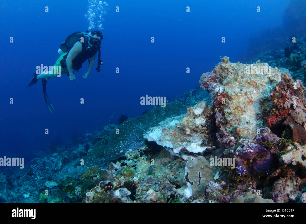 Un subacqueo ispeziona un reef parzialmente distrutto da una casa fatta di esplosivo o bomba per la pesca, Pulau Pisang, Isole delle Spezie, Maluku Foto Stock