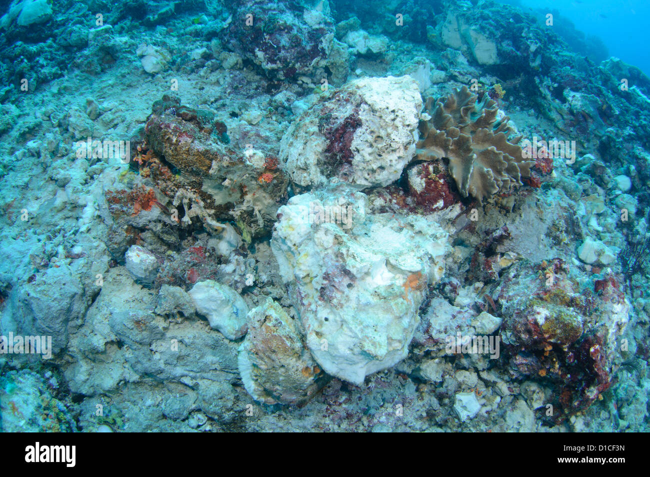 Un reef parzialmente distrutto da una casa fatta di esplosivo o bomba per la pesca, Pulau Pisang, Isole delle Spezie, Maluku Regione, Halmahera Foto Stock