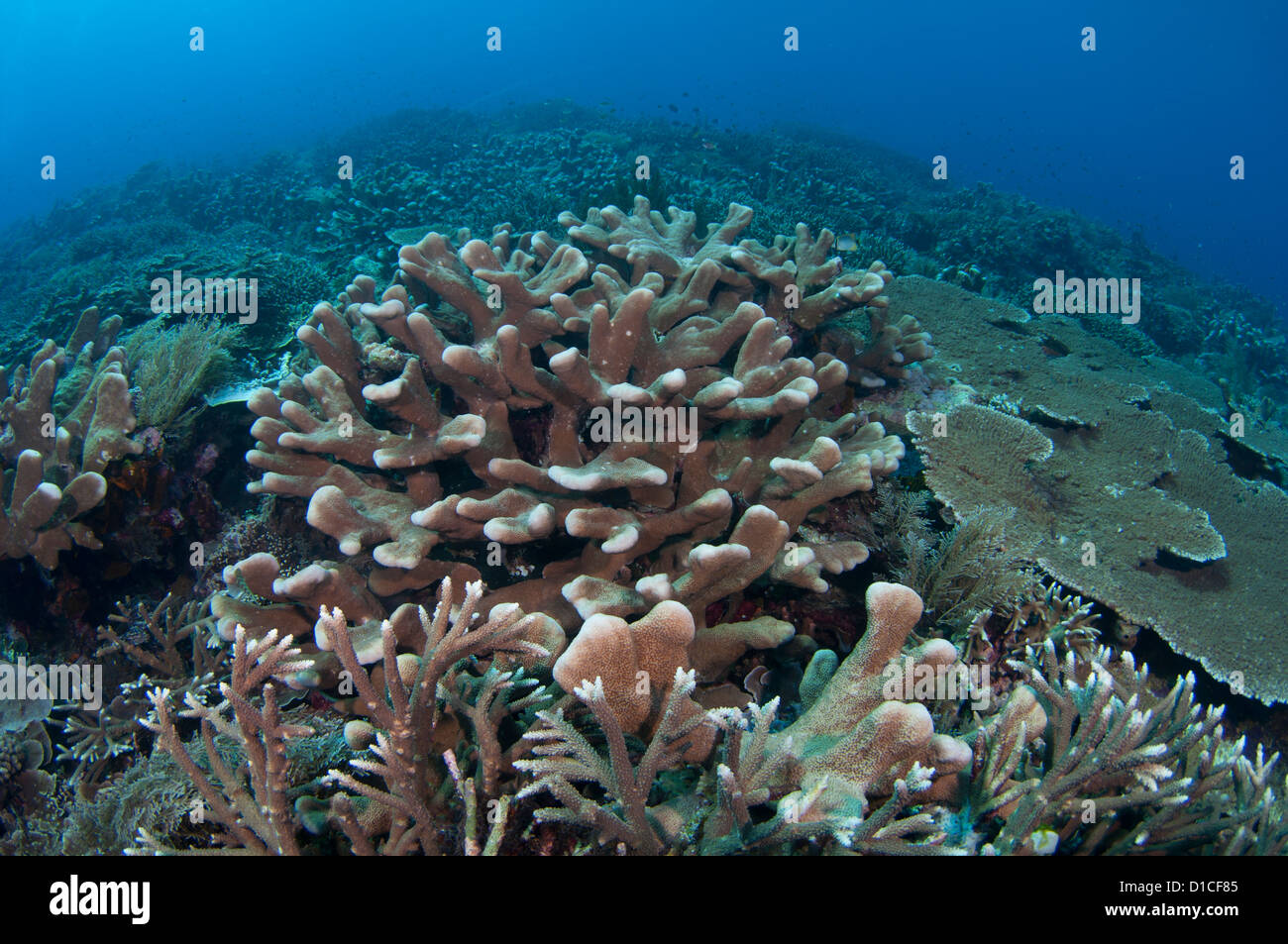 Un giardino di corallo duro con una varietà di coralli duri compresi nella tabella, la diramazione di cavolo o di lattuga e staghorn Foto Stock