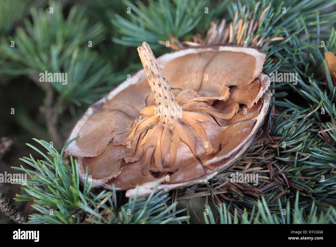 De-seminate cedro del Libano (Cedrus libani) cono Foto Stock