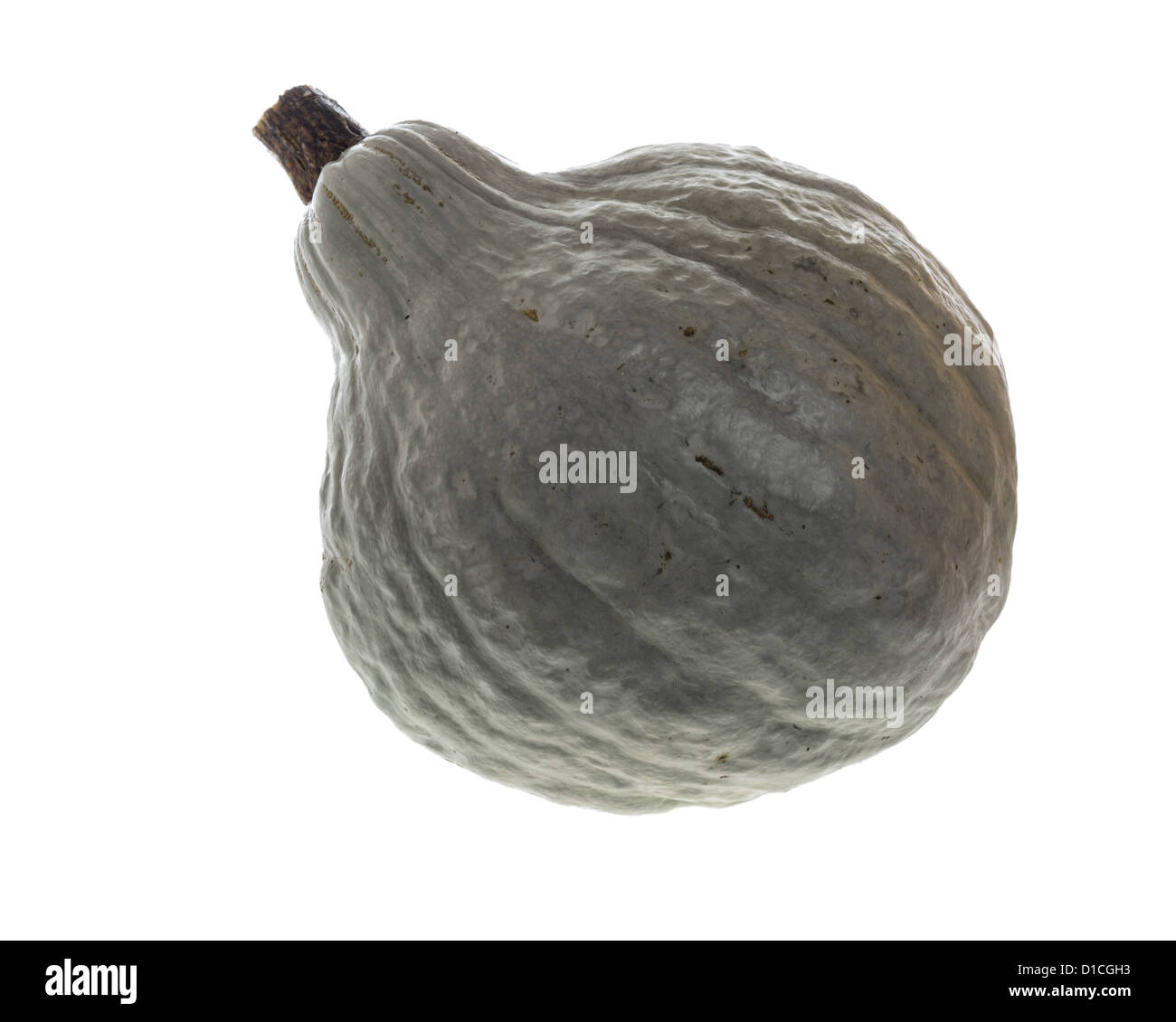 Blue hubbard squash isolato su bianco Foto Stock