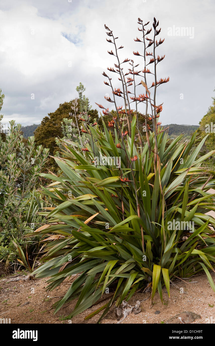 La Nuova Zelanda di lino (phormium tenax), Waitangi Treaty Grounds, Paihia, Isola del nord, Nuova Zelanda. Foto Stock